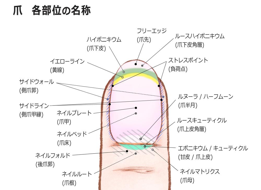 爪の各部位の名称