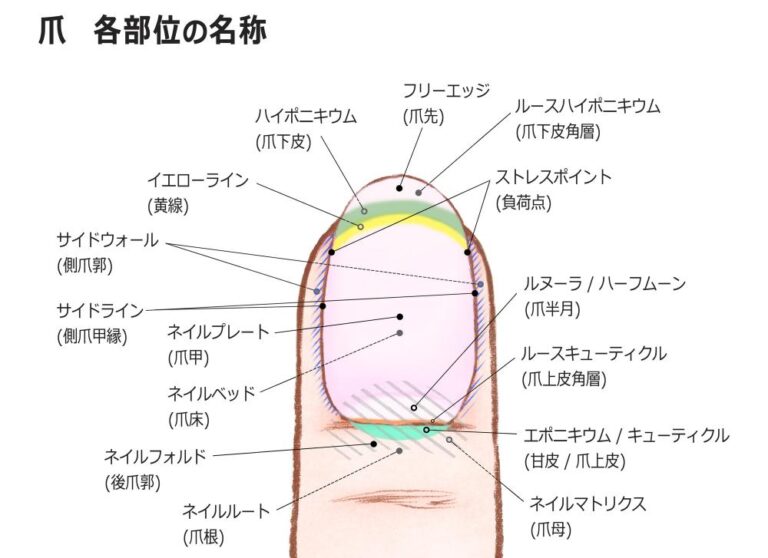 【ケアに役立つ】知っておきたい爪の構造と役割!起こりやすいトラブルの対策も紹介 | 専門医と学ぶ 巻き爪・陥入爪治療の相談室